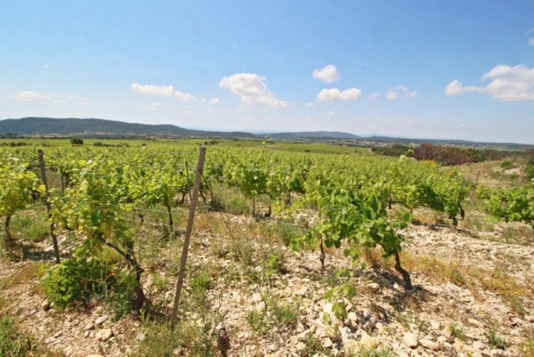 Photos 2 - Viticole - Propriété viticole