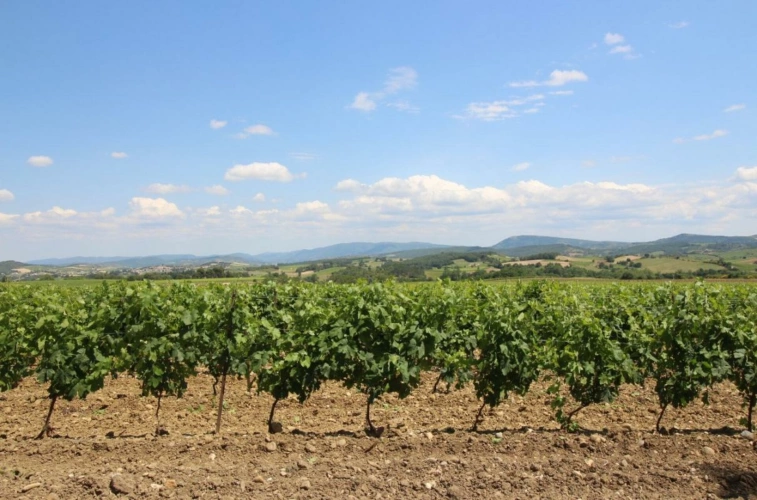 Photos 4 - Viticole - Propriété viticole