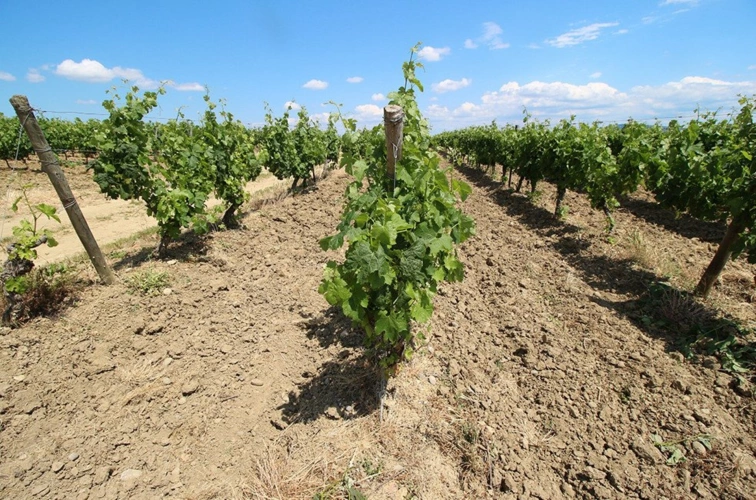 Photos 5 - Viticole - Propriété viticole