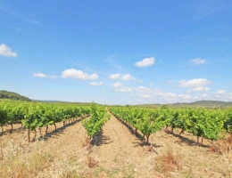 Vignette - Viticole - Propriété viticole