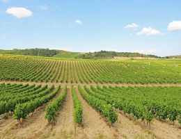 Vignette - Viticole - Propriété viticole