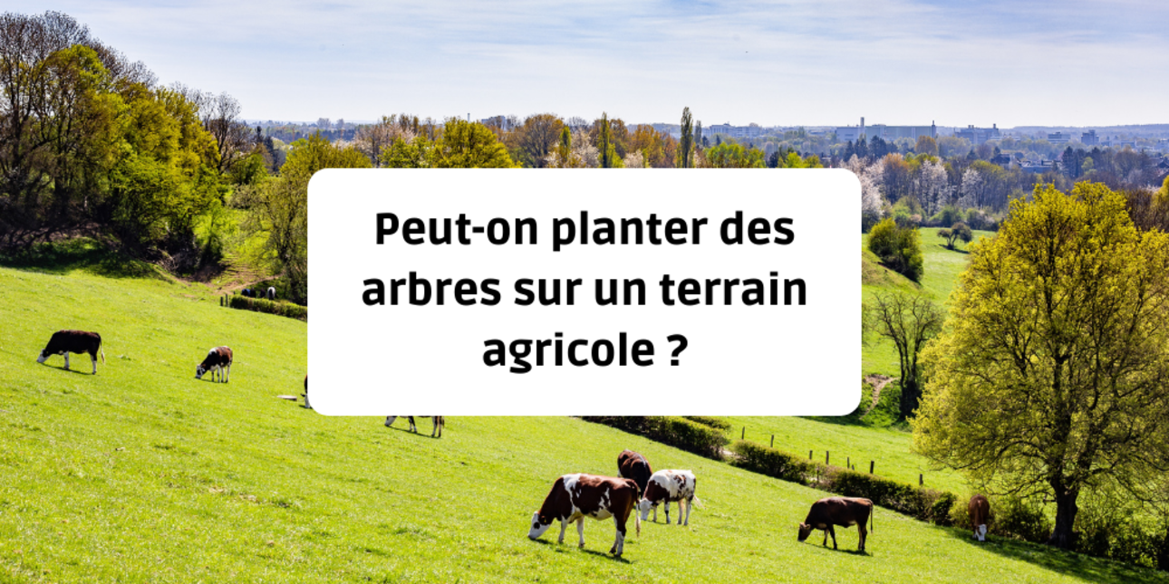 Peut-on planter des arbres sur un terrain agricole ?